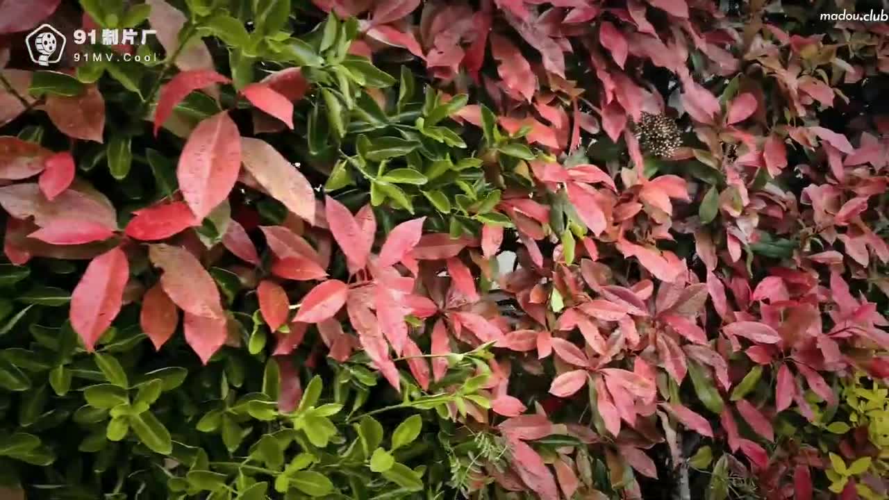 CUS-887 私人玩物 傲娇御姐 吸精女神